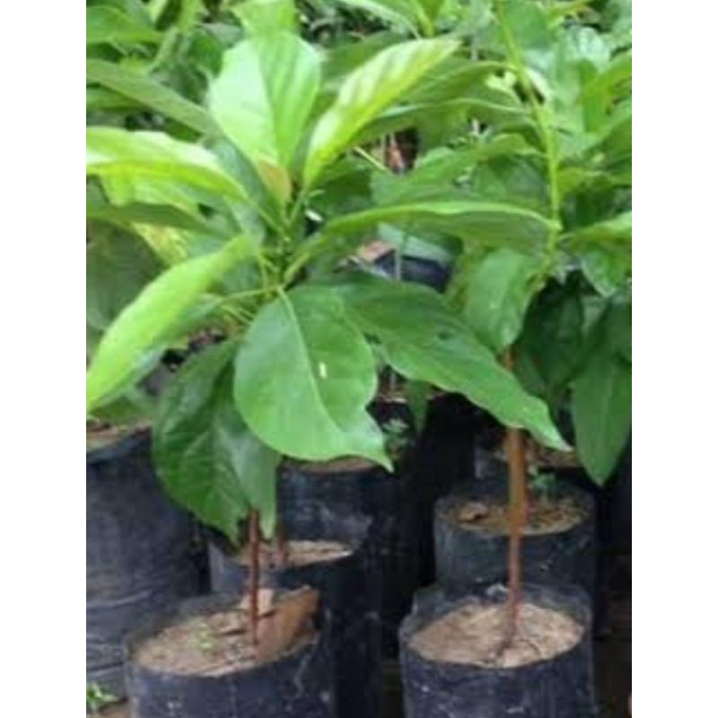 bibit Alpukat Aligator