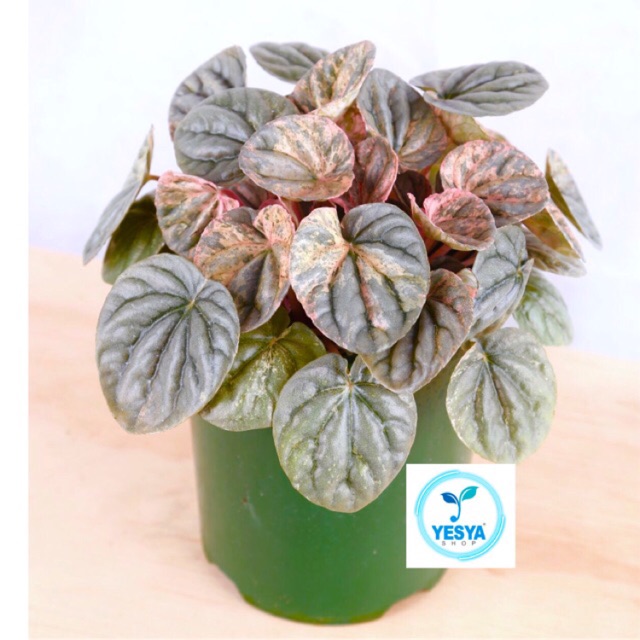 Tanaman hias peperomia caperata pink lady