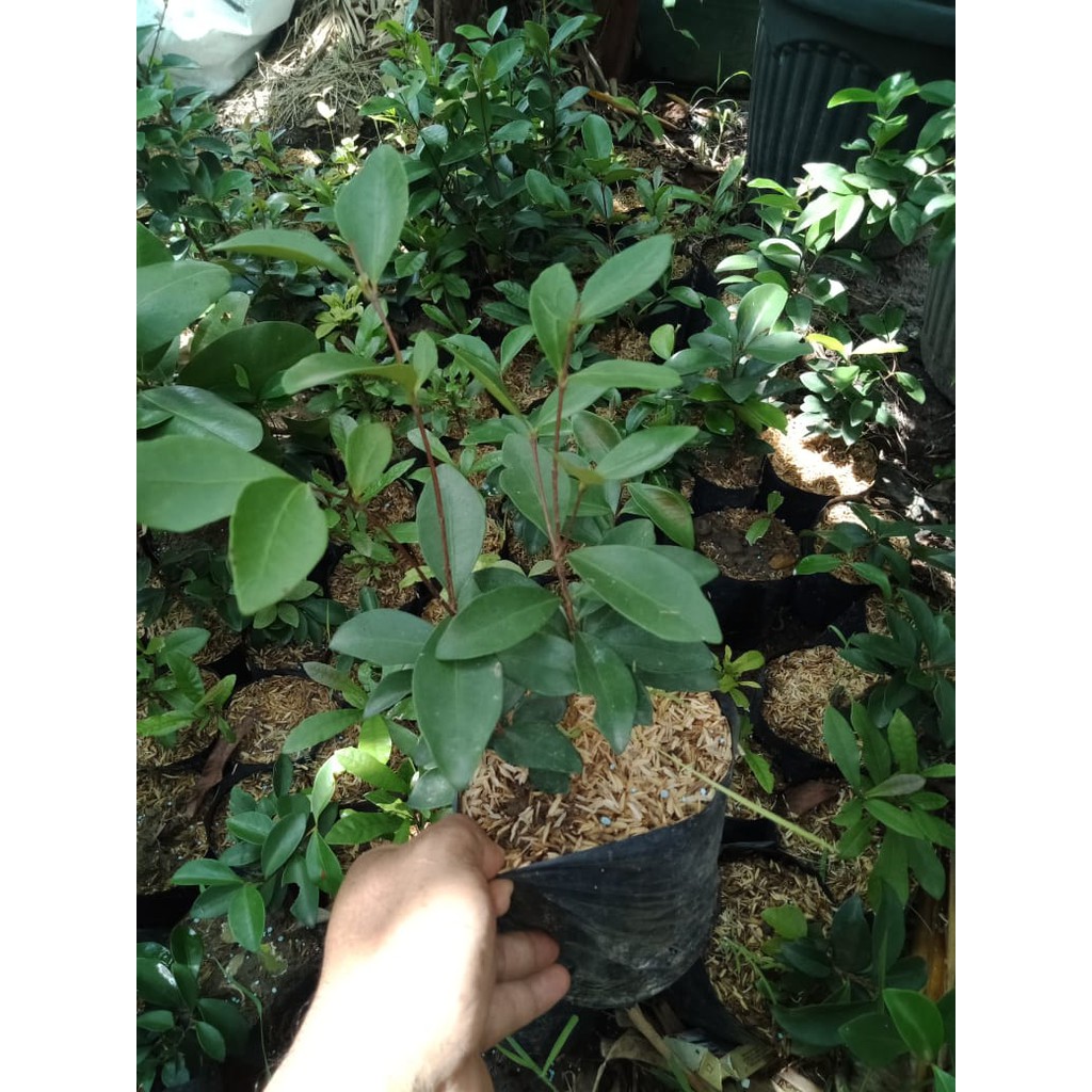 Bibit Buah Plum Manila
