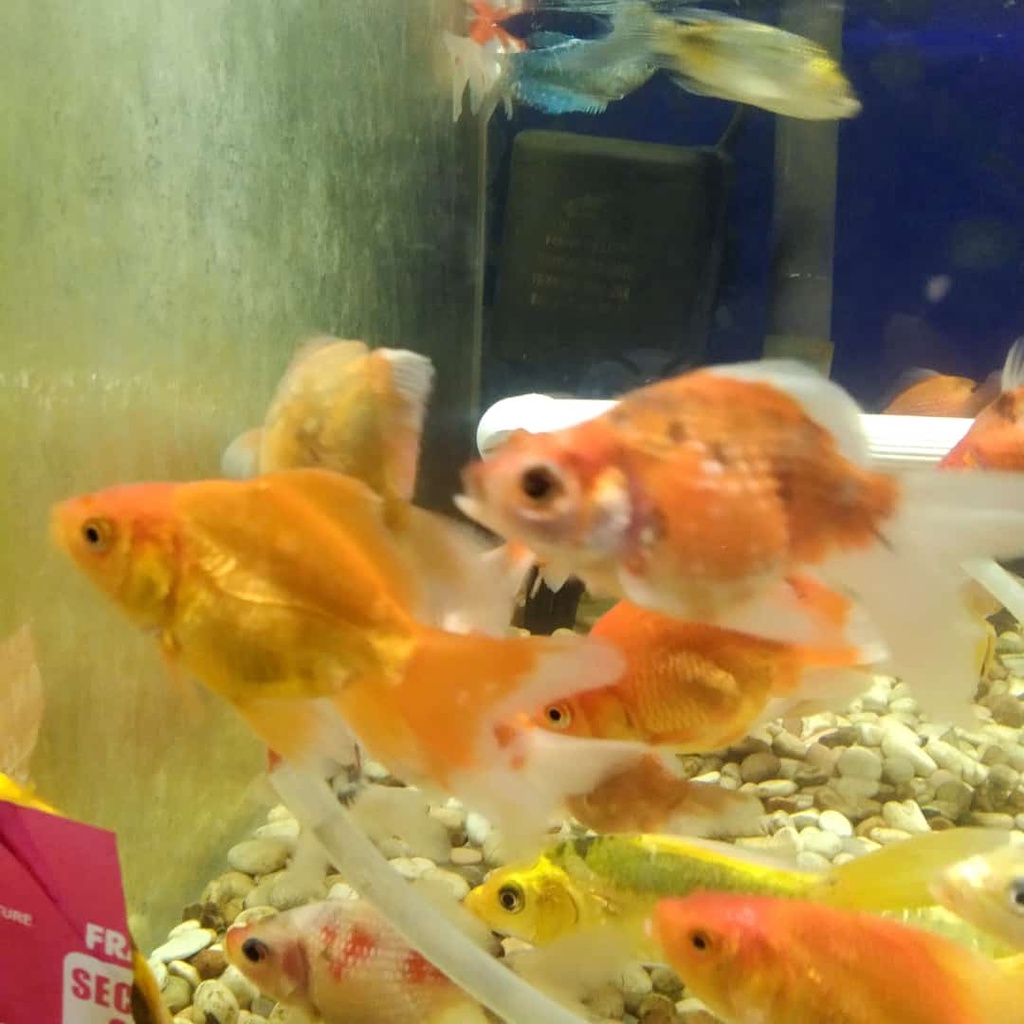 83 Ukuran Aquarium Untuk Koki Gratis