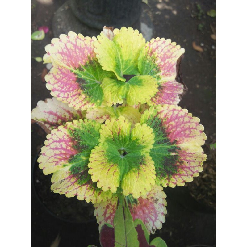 miana super premium langka  stek berakar tidak rimbun