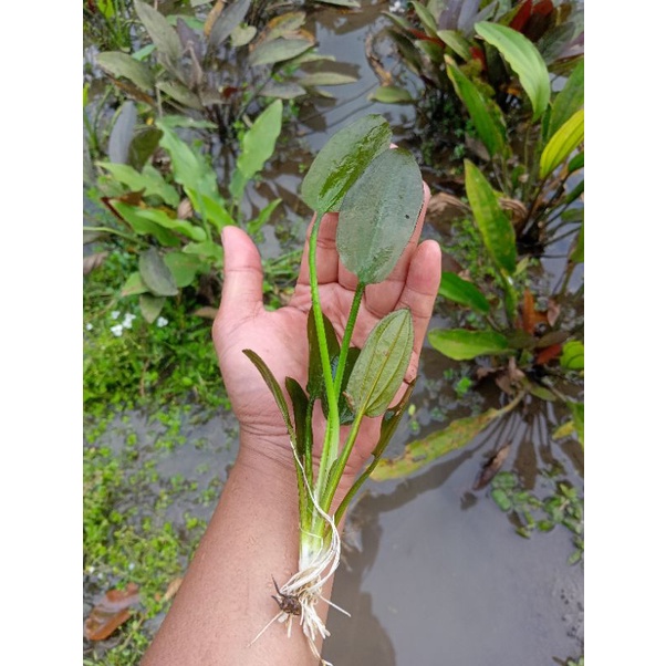 Echinodorus Osiris