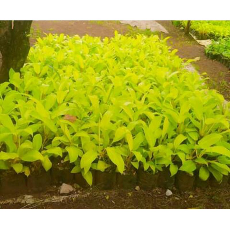 koleksi pilihan philodendron centong varigata/Moonlight