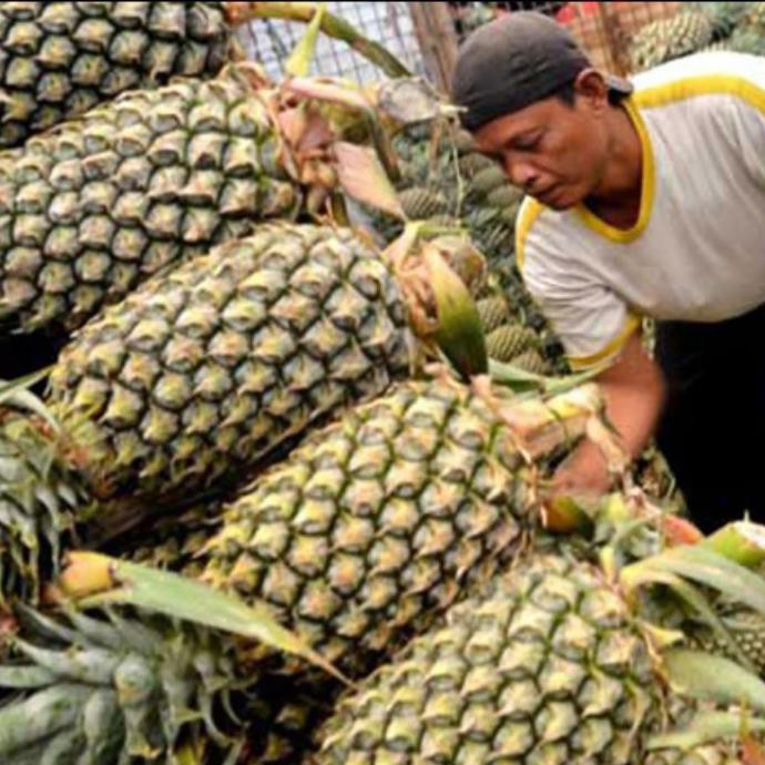 Grade A - 6 Bibit Buah Nanas Madu Blitar