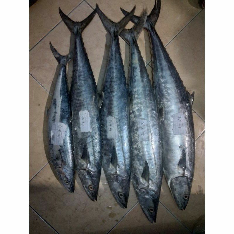 

Ikan tenggiri segar