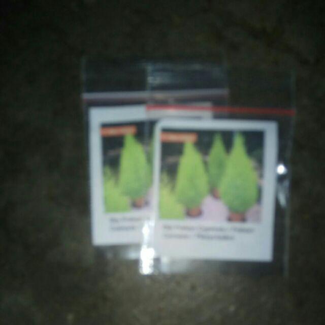 Biji Pohon Cypress / Pohon Cemara / Platycladus Orientalis