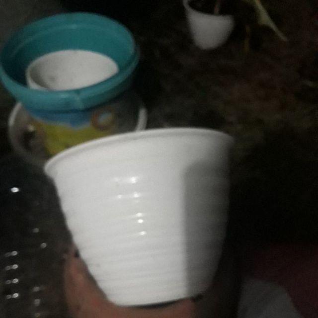 Pot Tawon 18 Cm Plastik  Tanaman Hias Bunga  Sukulen Kaktus