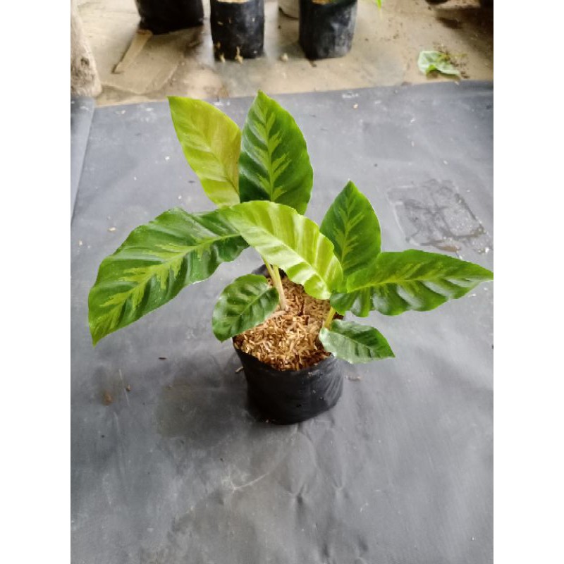 Calathea Lancifolia Ekor Merak | JKT