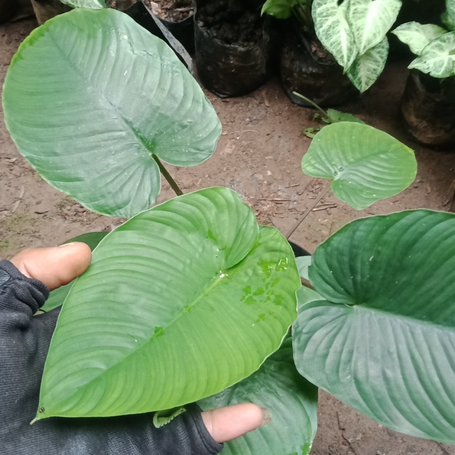 Homalomena/ Cariang hijau
