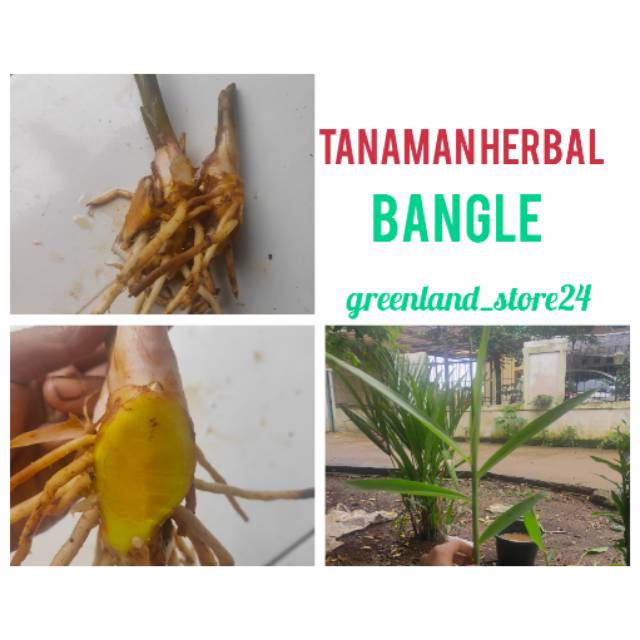 Tanaman Herbal Bangle Bangle Obat Herbal Tanaman Bangle Shopee Indonesia