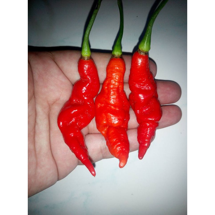 Benih Bibit Biji - Cabai SRTSL Sara Ragoonan Trinidad Scorpion Long Cabe Super Pedas Pepper Seeds