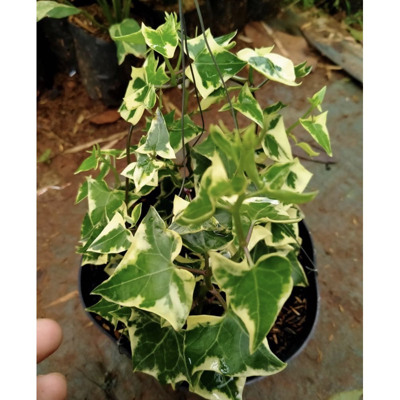 Tanaman hias gantung ivie varigata-ivie gantung-tanaman pot gantung-tanaman hidup-bunga hidup