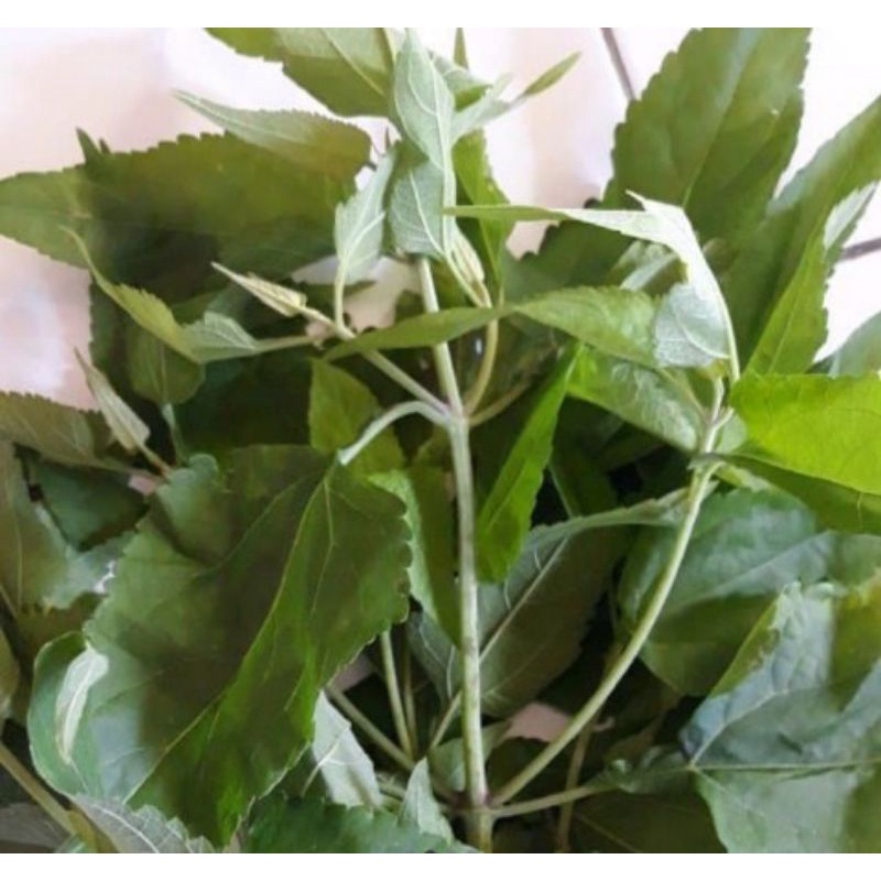 

Daun balakacida segar 500gr murah