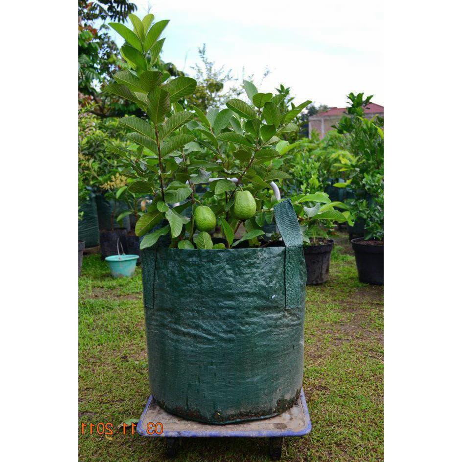 SUPER PLANTER BAG 250 LITER PLASTIK POLYBAG POT BIBIT TANAMAN BUAH / BONSAI - HITAM #_*