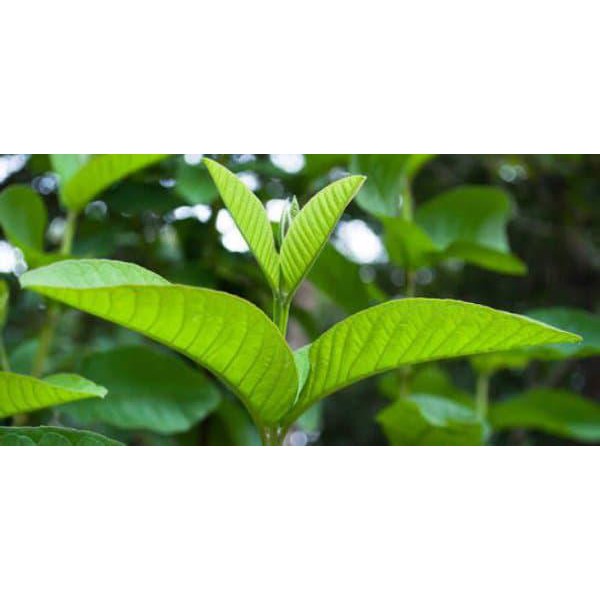 

TERBUKTI AMPUH PROMO JUAL DAUN JAMBU BIJI SEGAR 400 GRAM !