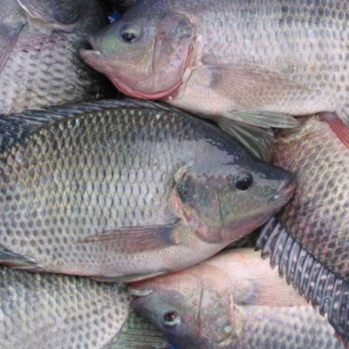 

Ikan Nila Segar