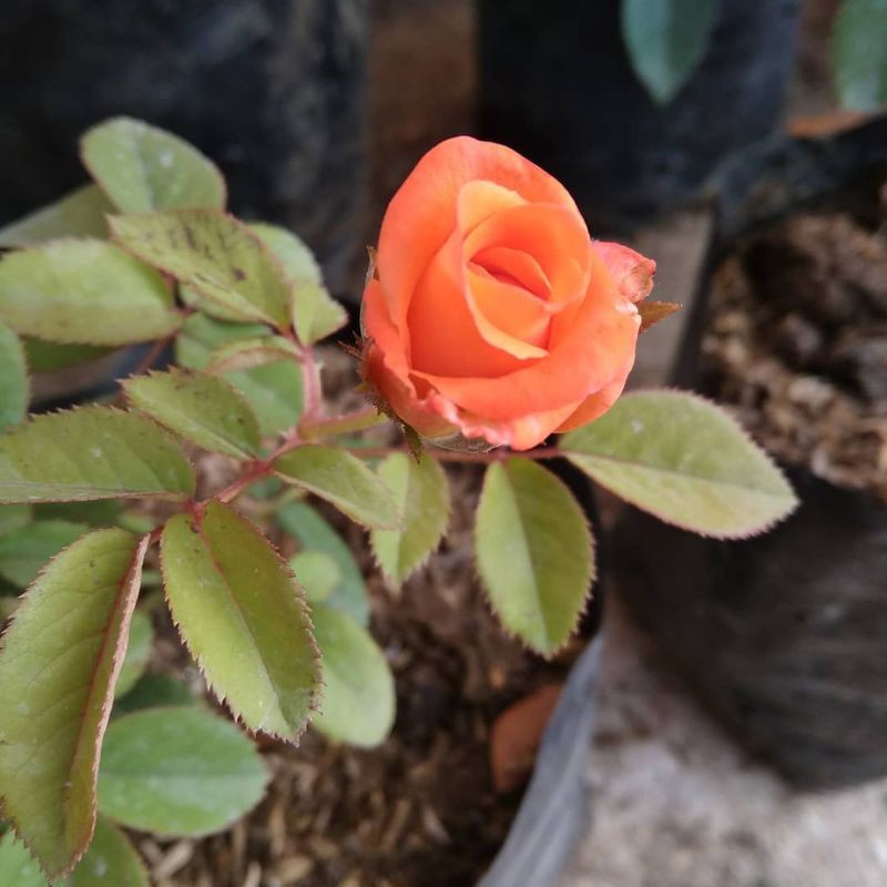 BUNGA ROSE MAWAR SUPER GRADE (WARNA ORANGE) | TERMURAH