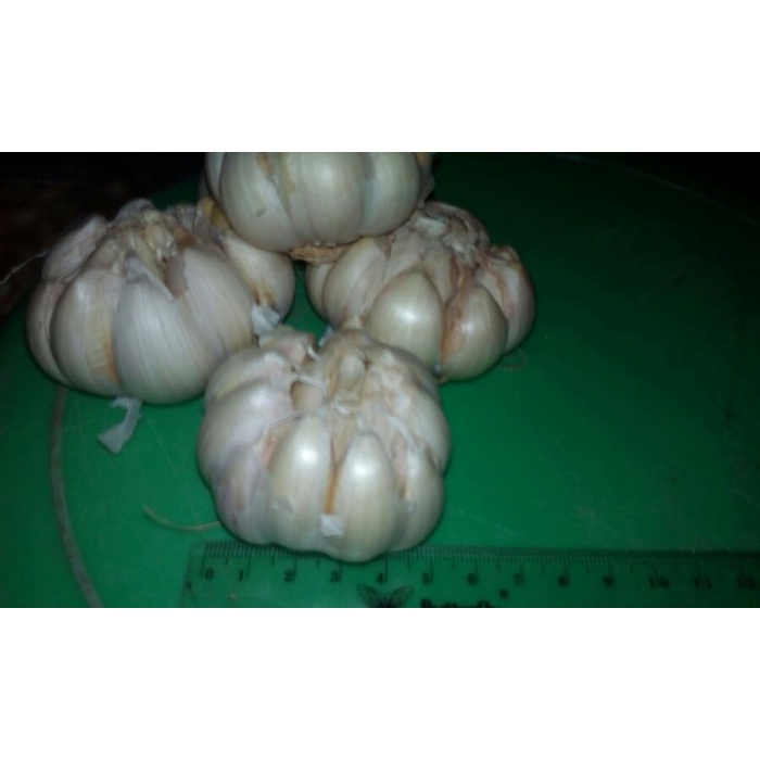 

uuttudd Bawang Putih Fsfs201
