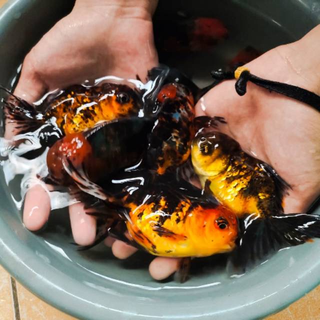 Ikan Koki Oranda Calico