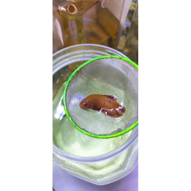 Cupang yellow banana TOP GRADE