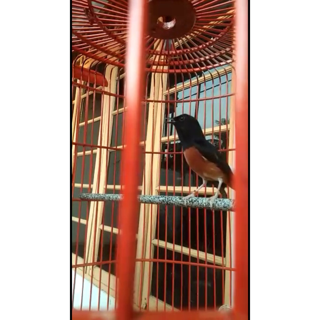 43++ Burung murai medan gacor terupdate