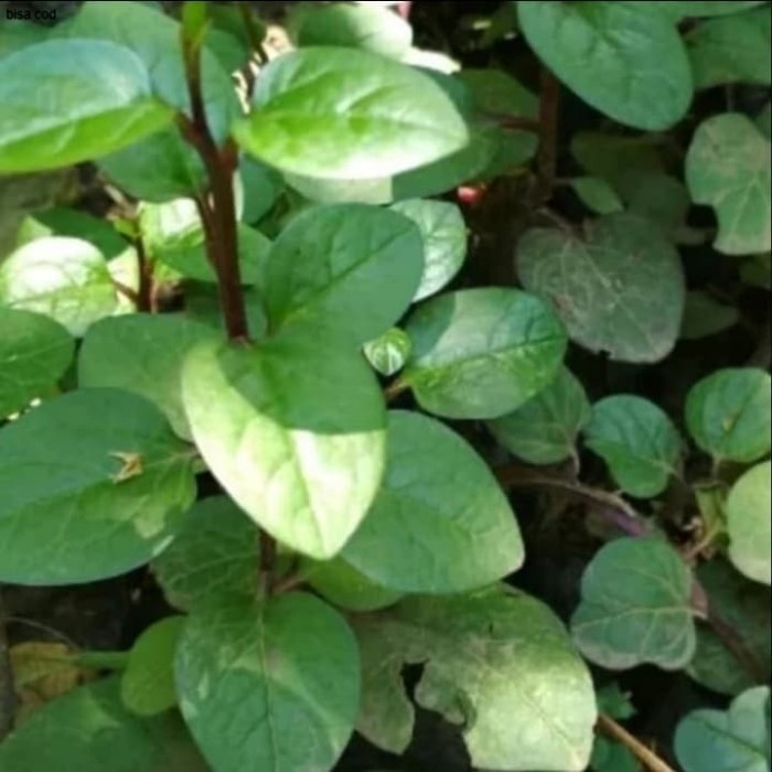 Pohon Binahong - Tanaman Herbal Pohon Binahong