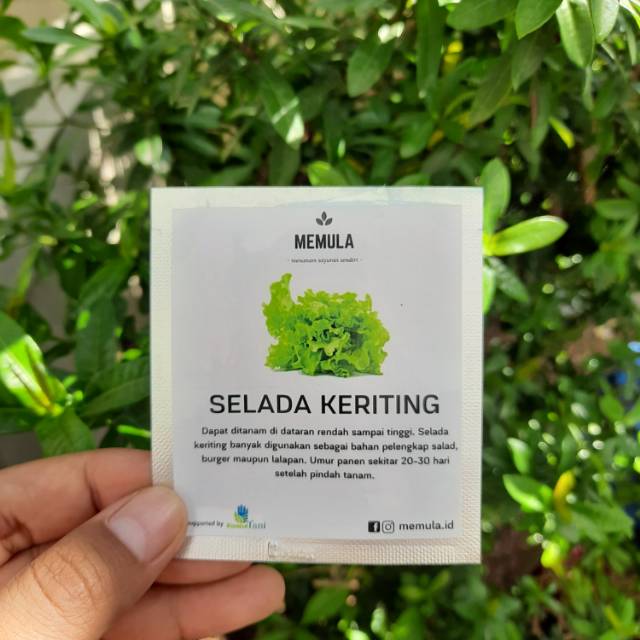 benih selada hijau keriting