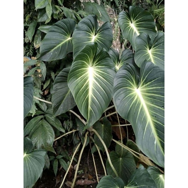 HOMALOMENA LINDENI PAPUA