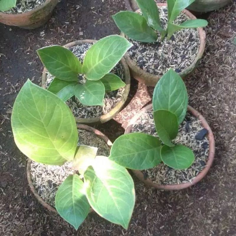 anthurium jemani cobra catalog tanaman hias anthurium