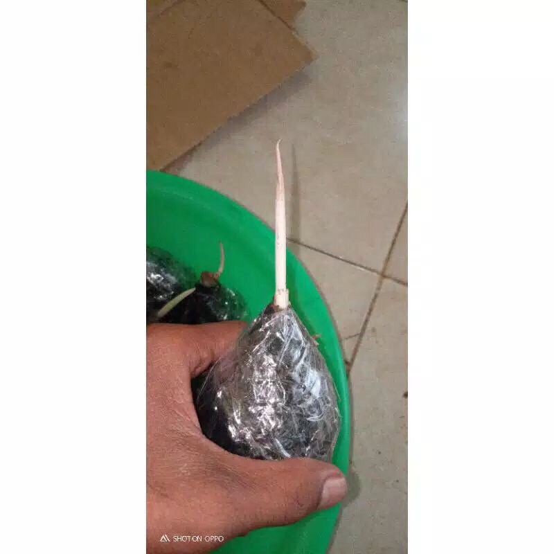 Bonggol aglonema Wulandari