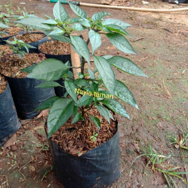 Pohon Cabe Ungu-Tanaman Cabe Ungu