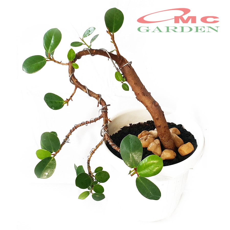 Tanaman Hias Pohon Bonsai Mame Beringin Korea Mini Dolar B-BK-004