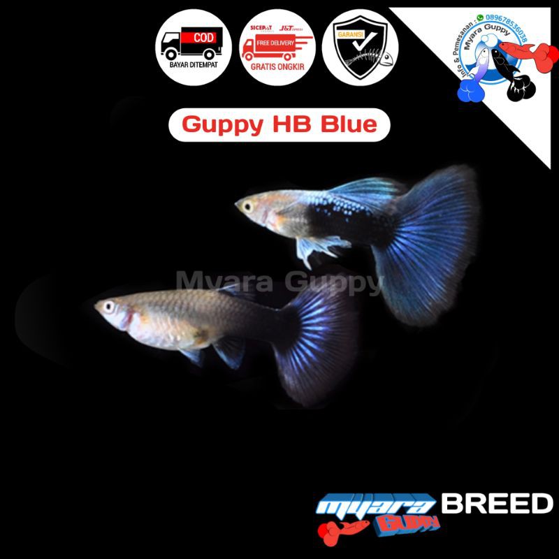 Ikan Hias Guppy HB Blue/ Half Black Blue