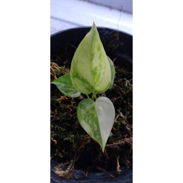 anthurium brownii variegata corong variegata