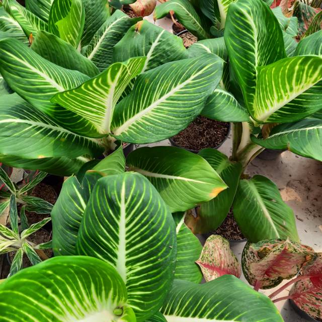 AGLONEMA DIVEN GURITA ASLI TANAMAN HIAS DIFFENBACHIA STERLING TANAMAN DIVEN GURITA ASLI