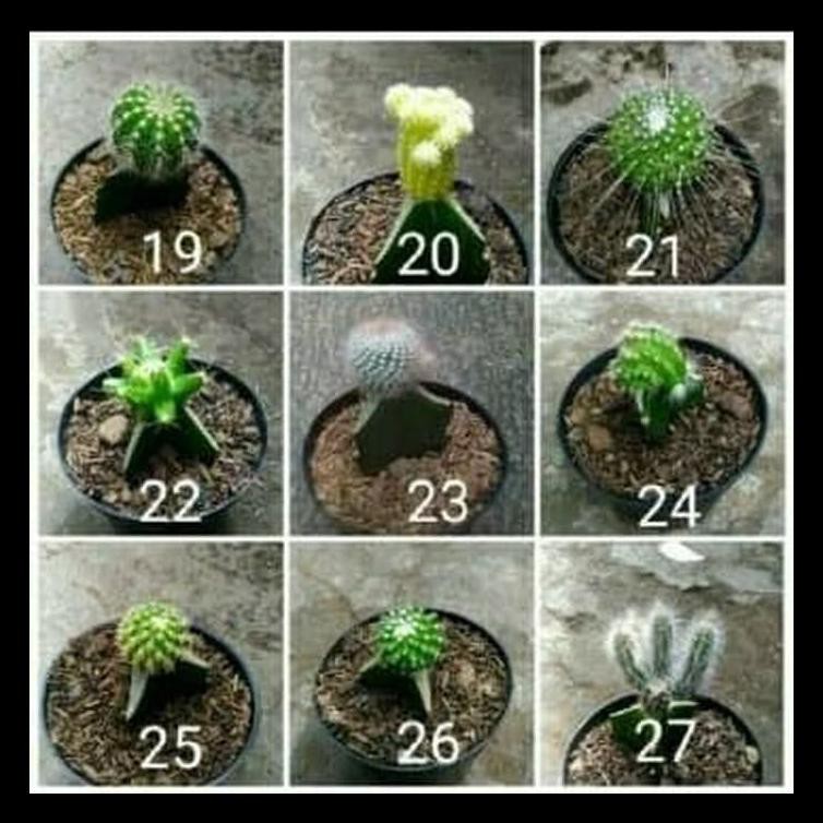 

KAKTUS MINI WARNA WARNI KUALITAS TERPERCAYA
