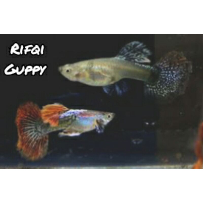 Ikan Guppy Red Dragon Ikan Hias