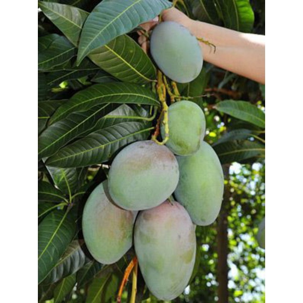 Bibit mangga arumanis