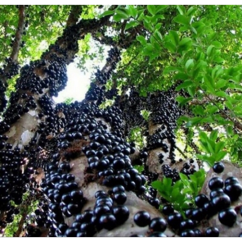 anggur brazil preco