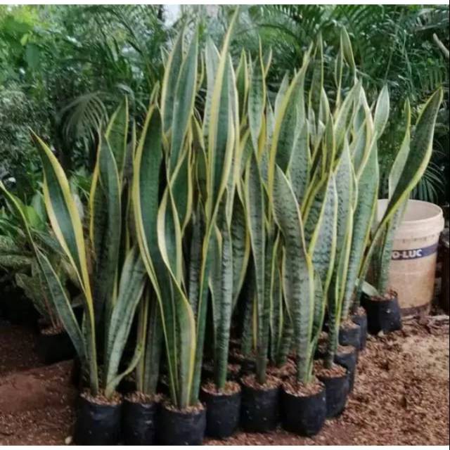 Sansivera lidah mertua tinggi 1 meter
