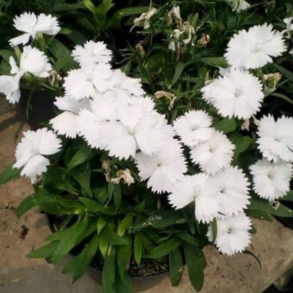 Tanaman hias Diantus / anyelir putih