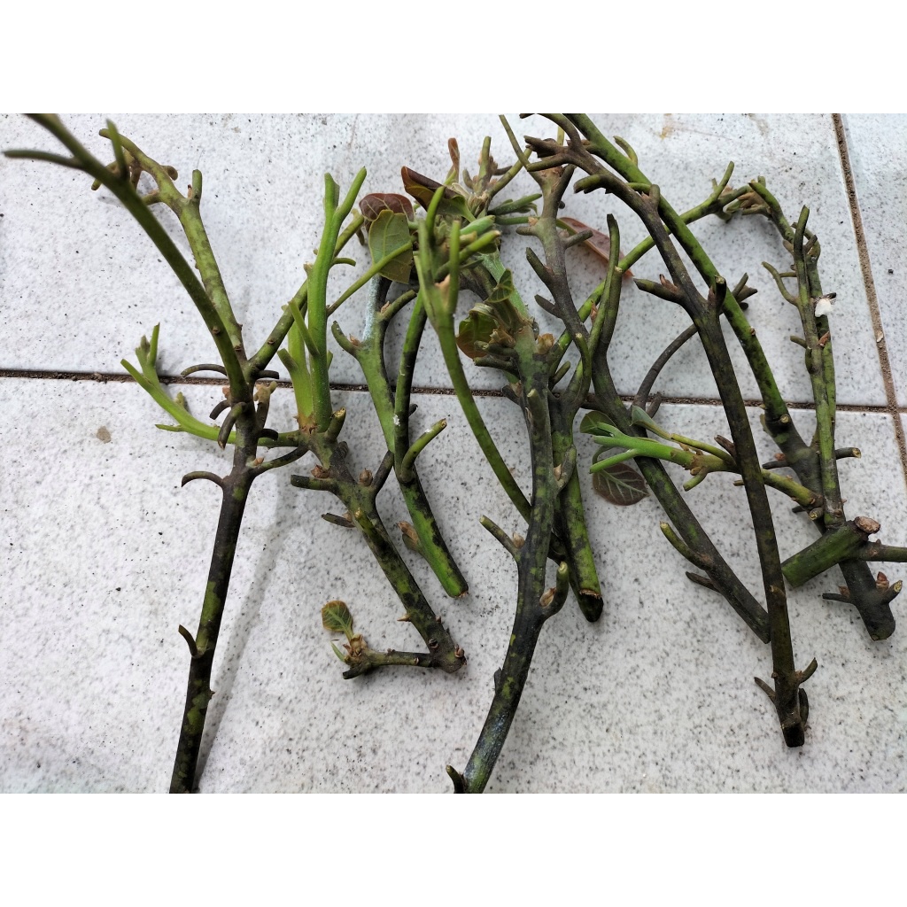 Entres/Cutting/Batang Segar Alpukat Red Vietnam