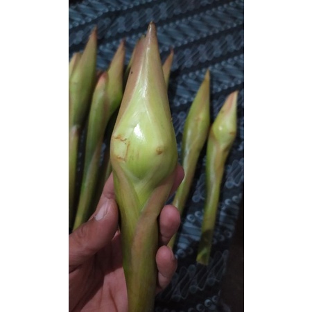 

[COD] Kecombrang Super Fress Segar