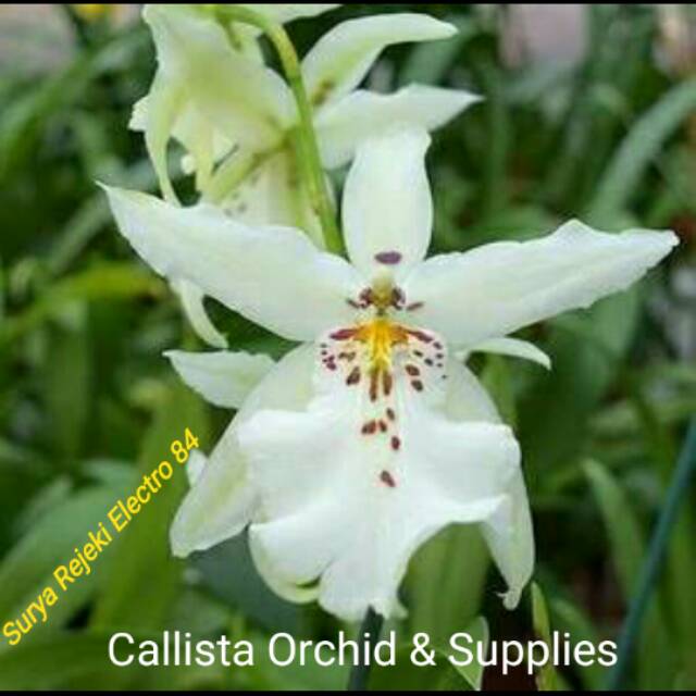Anggrek Oncidium White Fairy