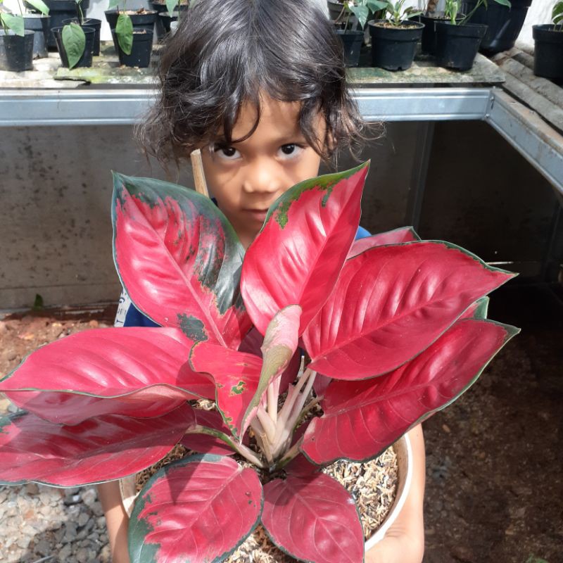 TANAMAN HIAS AGLONEMA SUKSOM JAIPONG INDUKAN