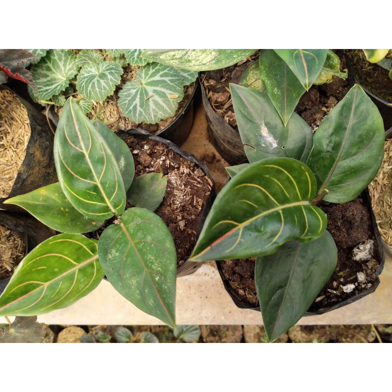 Aglonema rotundum tiger dewasa 4-5 daun