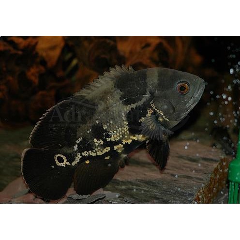 Harga Ikan Oskar - Ikan Oscar Albino Tiger Import Shopee ...