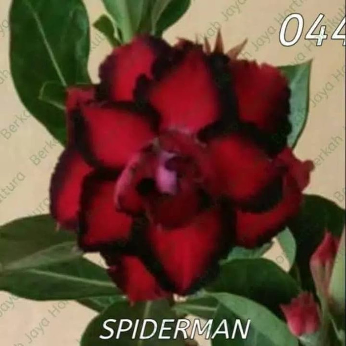 bibit adenium spiderman bunga tumpuk / KARTIKA TAMAN