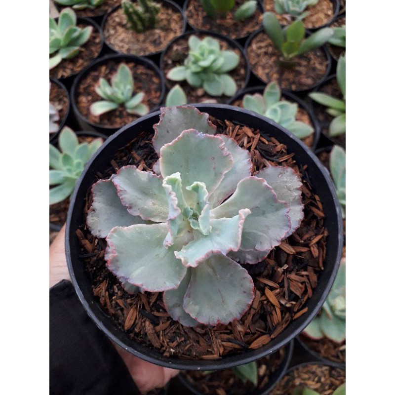 KAKTUS SUKULEN ECHEVERIA CHANTILI