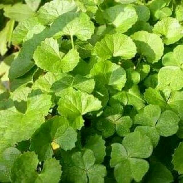 

daun pegangan antanan segar baru dipetik